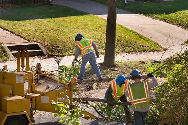 Best Root Management and Removal  in Carrabelle, FL